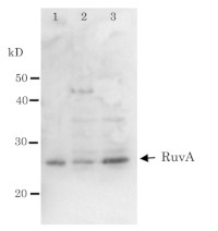 RuvA | Holliday junction ATP-dependent DNA helicase in the group Antibodies Other Species / Bacteria at Agrisera AB (Antibodies for research) (AS21 4543)